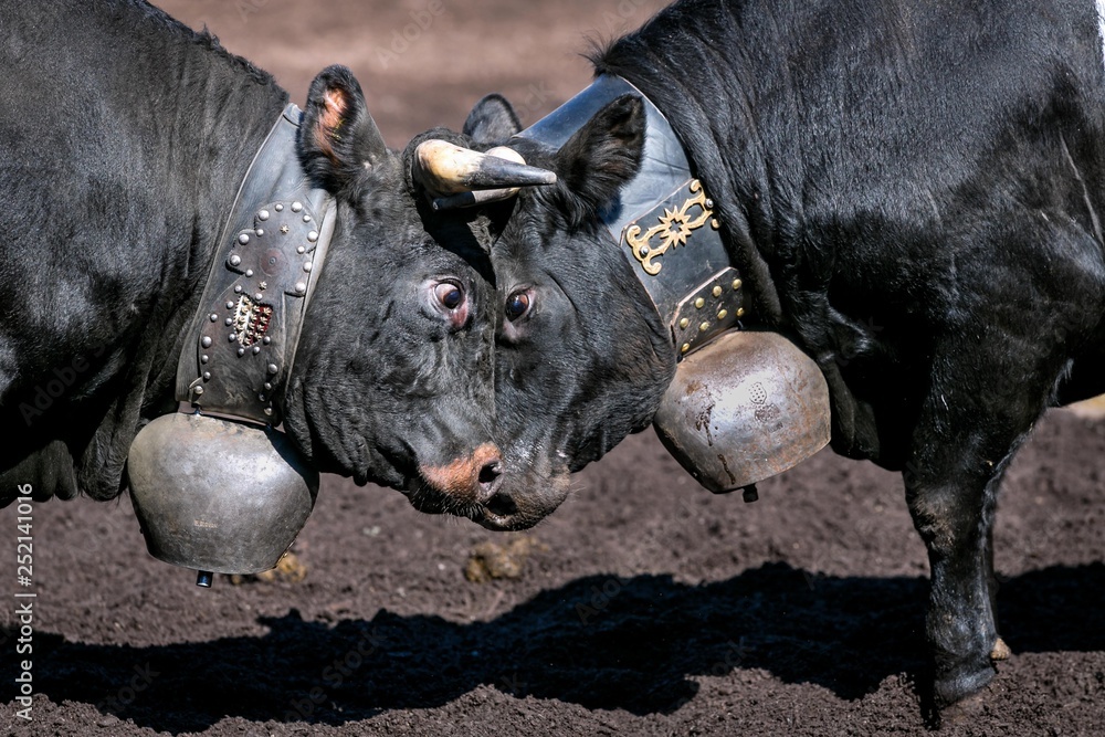 Stockfoto Herens cows locking horns during a cow fight, tradition