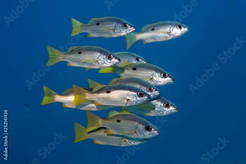 Small swarm of Ehrenberg's Snapper or (Lutjanus ehrenbergii) swimming in the open sea, Red Sea, Egypt, Africa photo