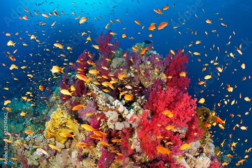 Coral reef, reef block overgrown with Klunzinger's Soft Corals (Dendronephthya klunzingeri) and various stone corals (Hexacorallia), swarm Anthias (Anthiinae), Red Sea, Egypt, Africa photo