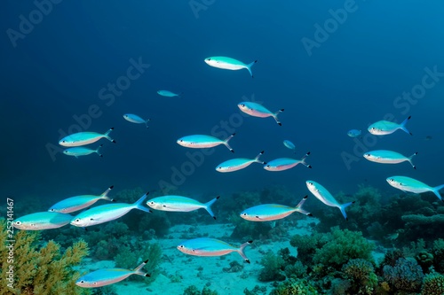 Small Swarm Goldband fusiliers (Pterocaesio chrysozona) floats over Broccoli Soft Coral (Litophyton arboreum), Red Sea, Egypt, Africa photo