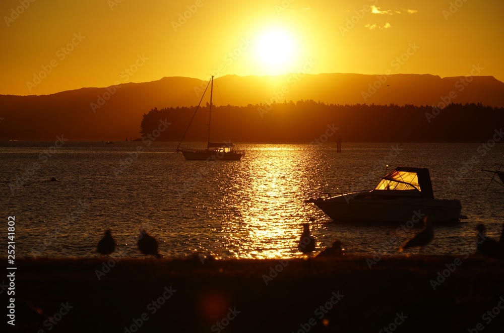 カモメ達が舞うタウランガの夕焼け カモメ達が舞うタウランガの夕焼け