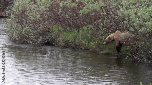 Brown Bear Standing near the River photo