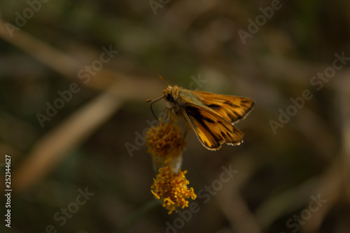 Small Skipper over Sweet Buch