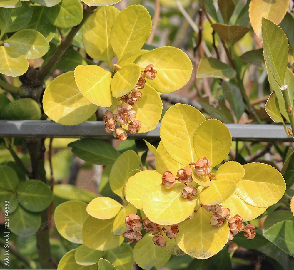 Obraz premium 겨울 광나무 잎