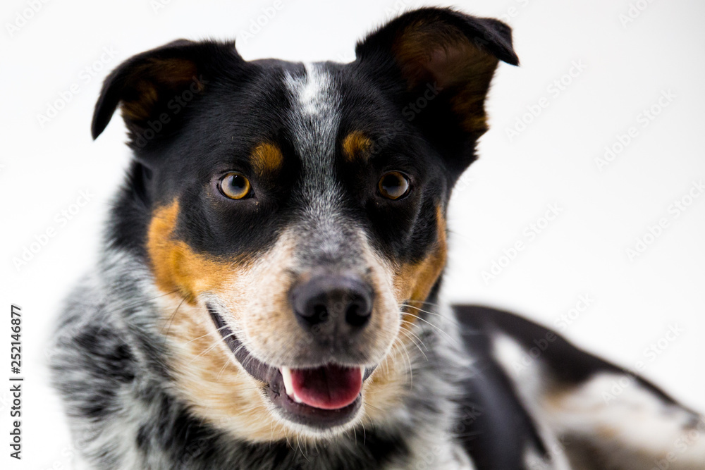 Australian Shepherd Mix on White Background Australian Shepherd Mix on White Background