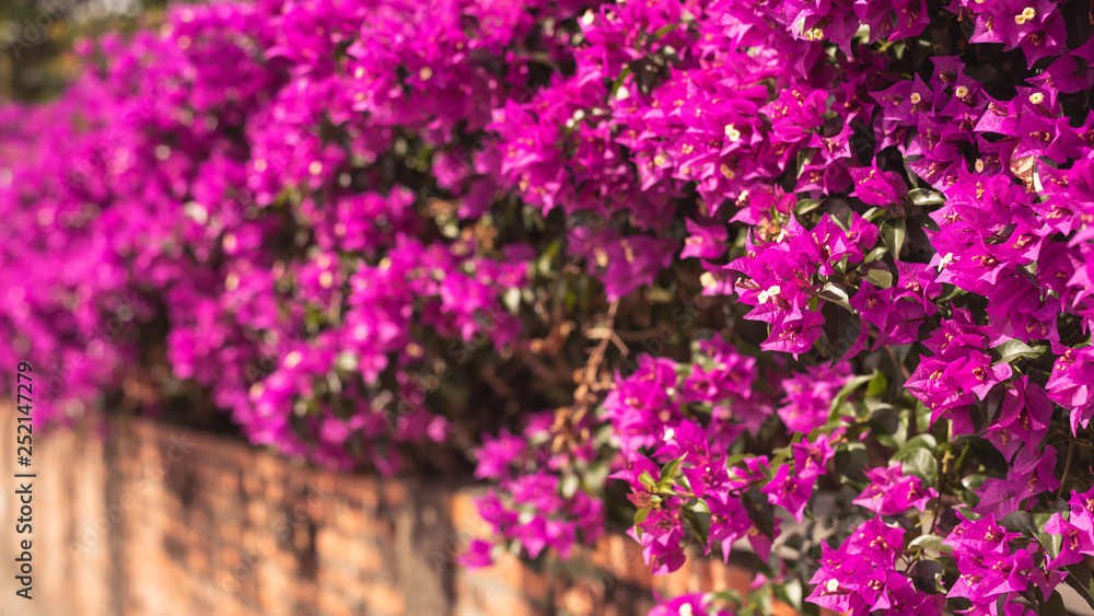 purple bougainvillea flowers