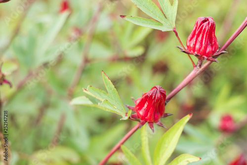 red roselle flowers