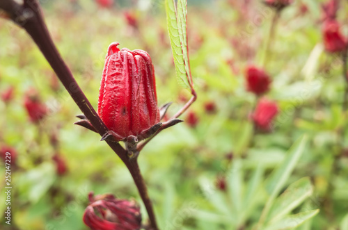 red roselle flowers