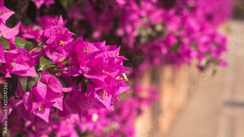 Fotografia purple bougainvillea flowers