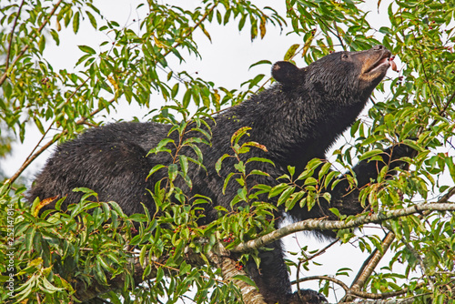 In Cades Cove, a Black Bear is in a tree, feeding on ripe cherries.