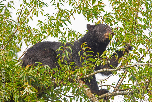 In Cades Cove, a Black Bear is in a tree, feeding on ripe cherries.