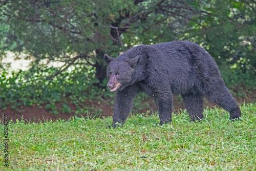 A Black Bear looks in the trees hunting for ripe cherries.