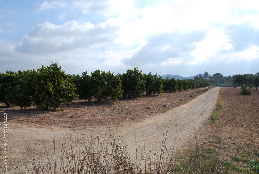 Fototapeta premium Orange Tree Path, Valencia, Spain