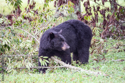 A Black Bear is feeding on ripe cherries in Cades Cove.