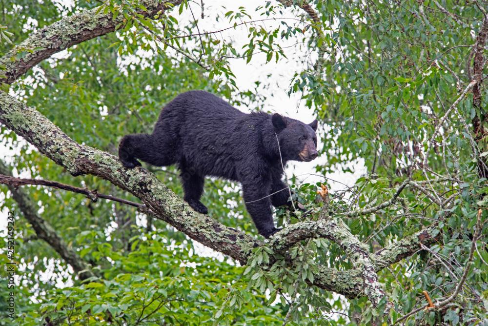 In Cades Cove, a Black Bear is in a tree, feeding on ripe cherries. In Cades Cove, a Black Bear is in a tree, feeding on ripe cherries.