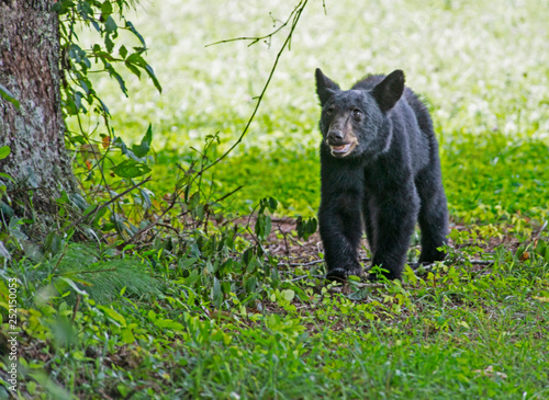 Black Bears hunt for ripe berries in Cades Cove.