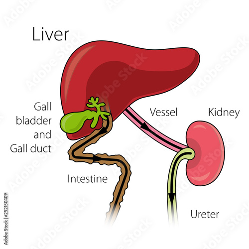The mechanism of neutralization of toxins in the human body