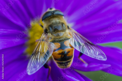 Bee sitting on the pollen of a colorful flower close up