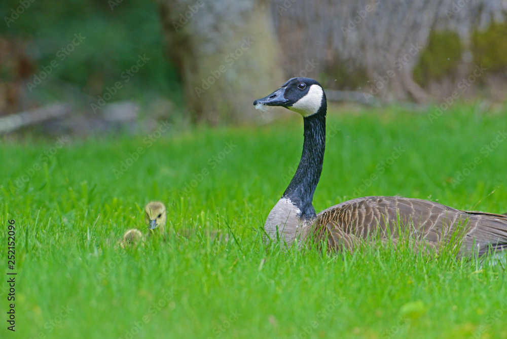 Obraz premium Canada Goose pair watch over their goslings.
