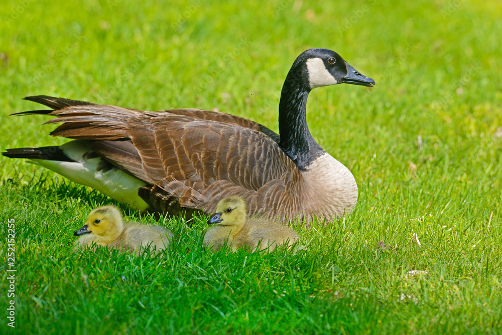 Canada Goose mother is resting with her chicks. Canada Goose mother is resting with her chicks.