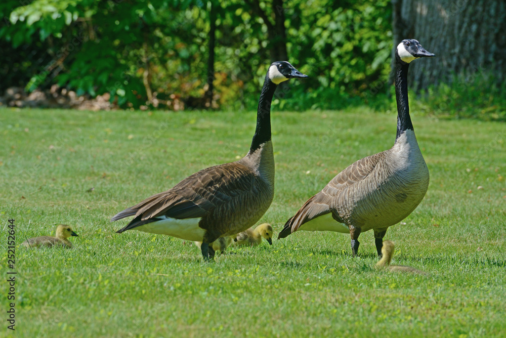 Canada Goose parents walking with their chicks. Canada Goose parents walking with their chicks.