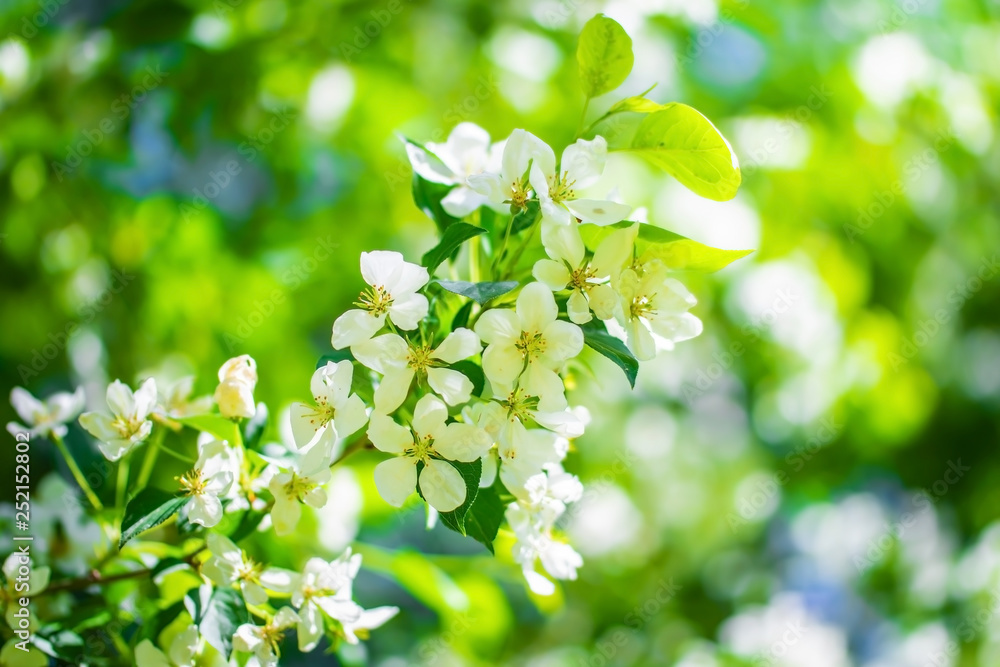 Branch of a blossoming apple tree in white flower Branch of a blossoming apple tree in white flower