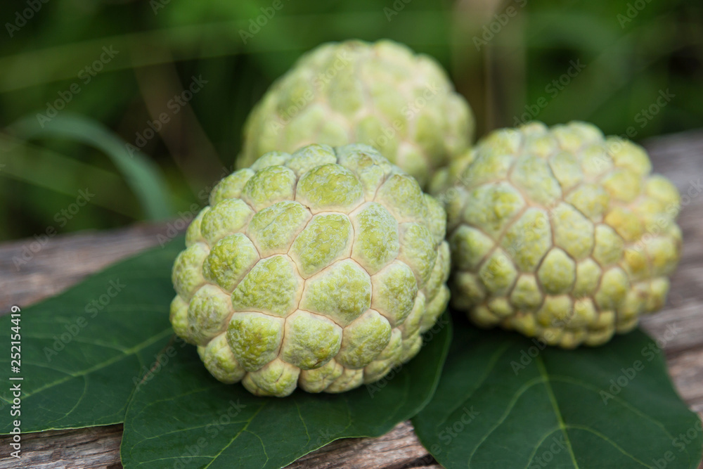 Fototapeta premium Sugar apple on leaf in fruit garden 