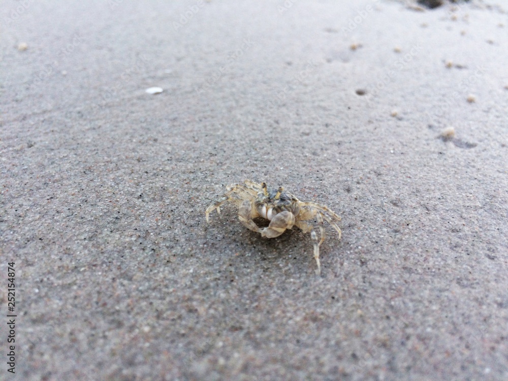 Little crab with wide sandy beach