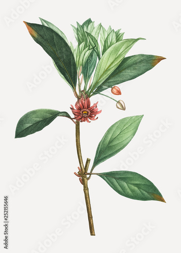 Anise plant