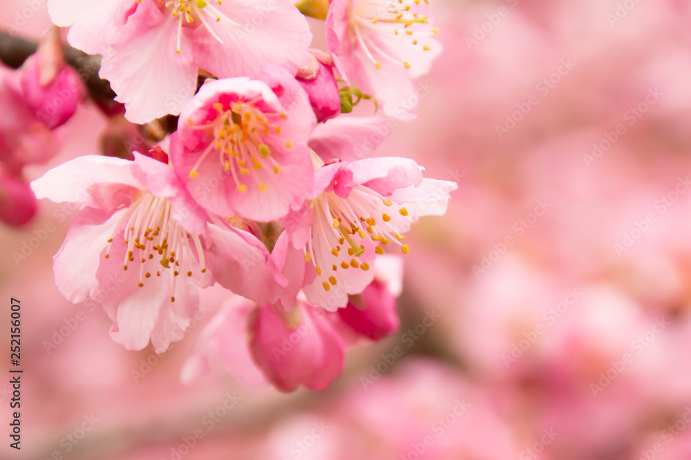早咲きの河津桜のクローズアップ