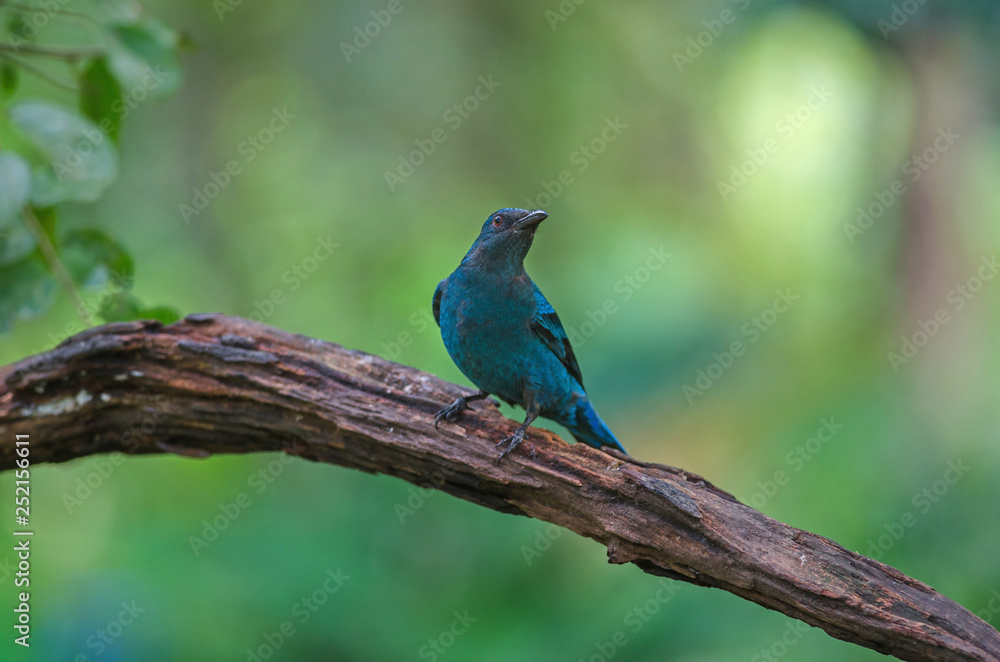 Female Asian Fairy Bluebird ( Irena puella )