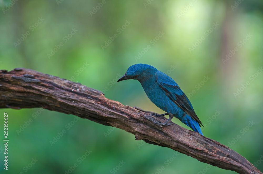 Female Asian Fairy Bluebird ( Irena puella ) Female Asian Fairy Bluebird ( Irena puella )