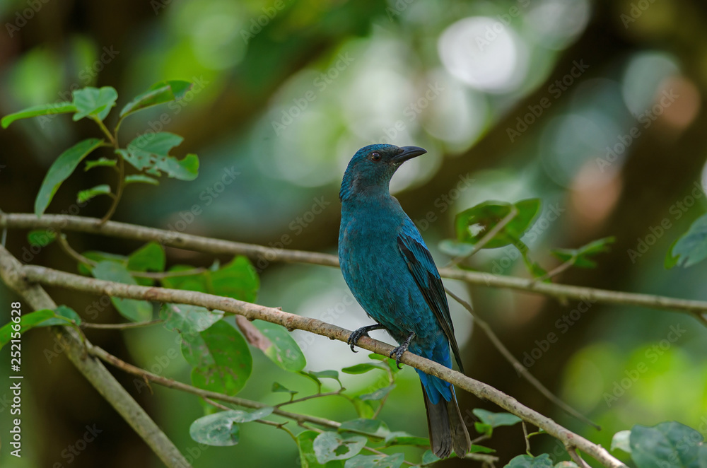 Female Asian Fairy Bluebird ( Irena puella )