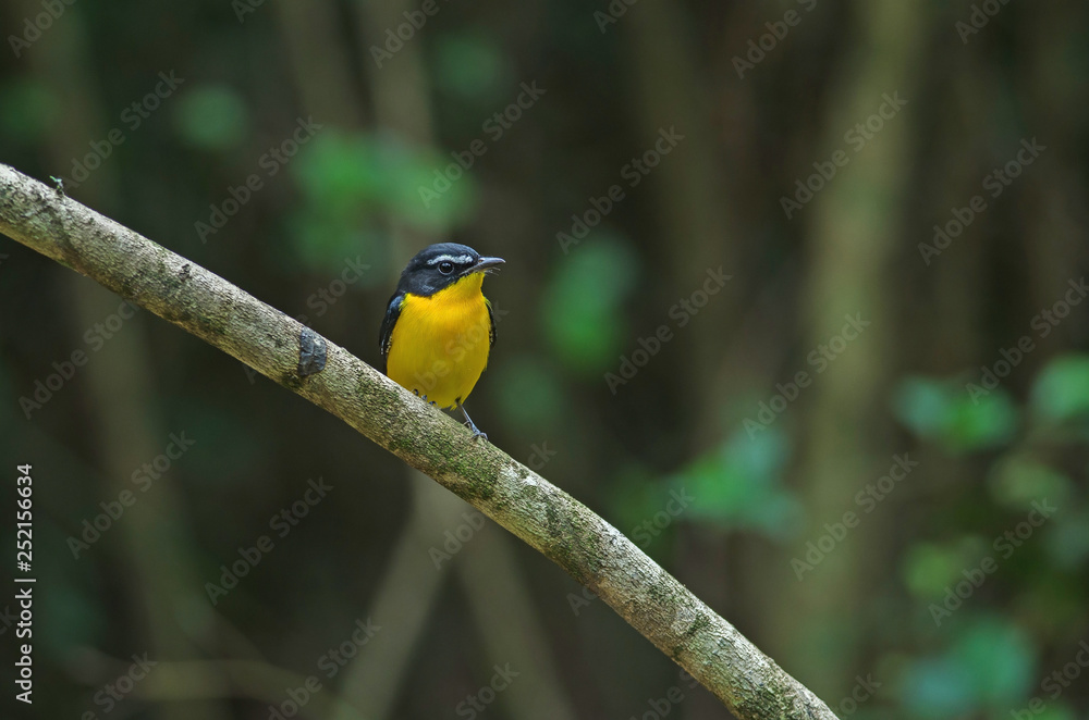 Naklejka premium Yellow-rumped flycatcher (Ficedula zanthopygia) in nature