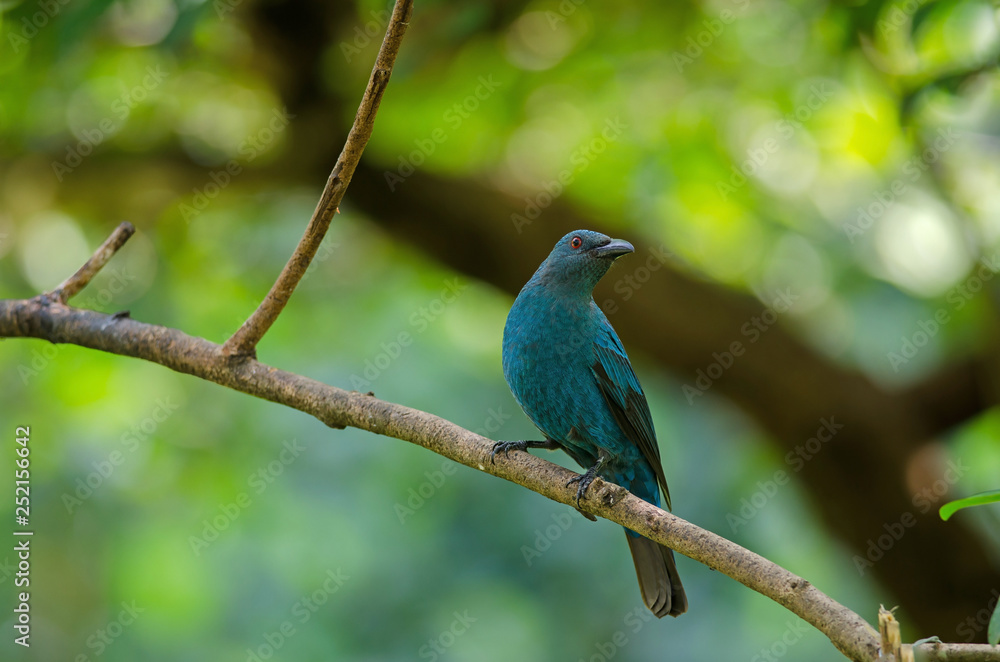 Female Asian Fairy Bluebird ( Irena puella )