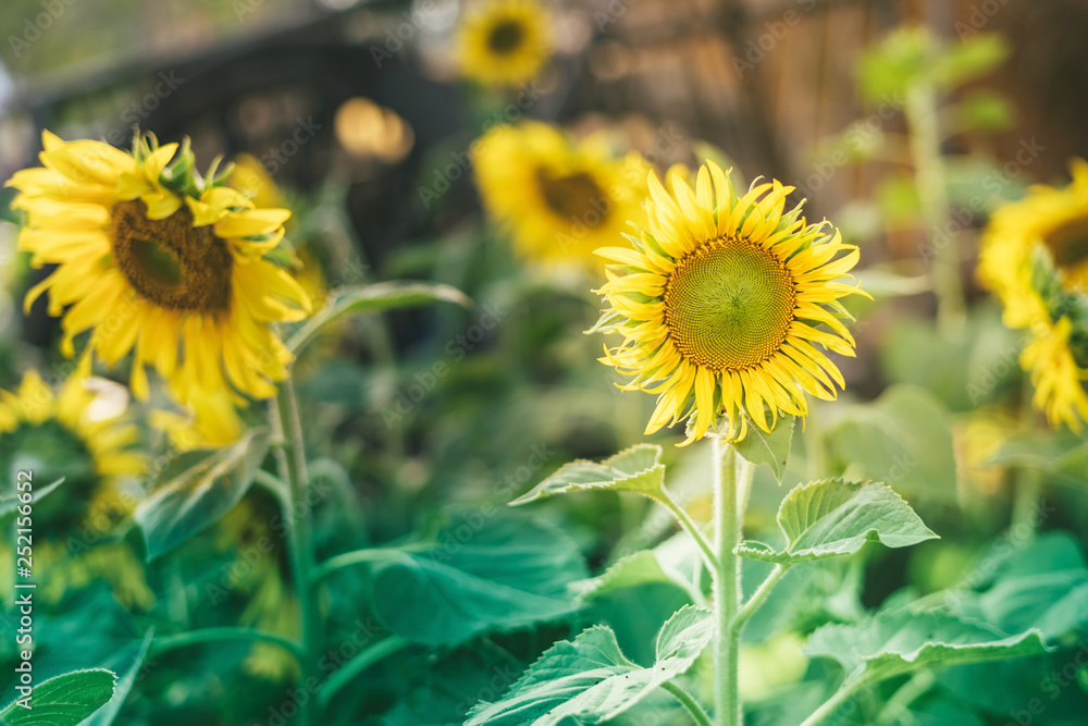 Prettiest sunflowers field in the afternoon in Nakhon Pathom, Thailand. Closeup of sunflower on farm. Rural landscape Prettiest sunflowers field in the afternoon in Nakhon Pathom, Thailand. Closeup of sunflower on farm. Rural landscape
