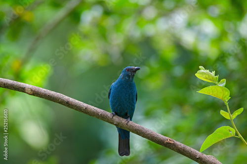 Female Asian Fairy Bluebird ( Irena puella )