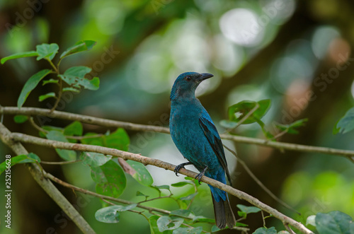 Female Asian Fairy Bluebird ( Irena puella ) © forest71