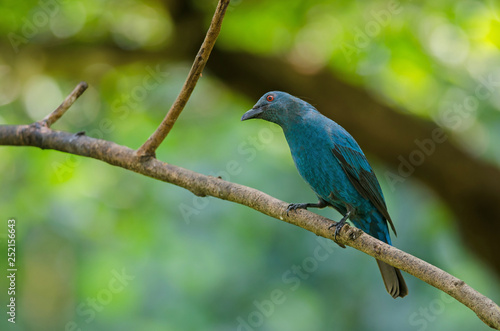 Female Asian Fairy Bluebird ( Irena puella ) © forest71