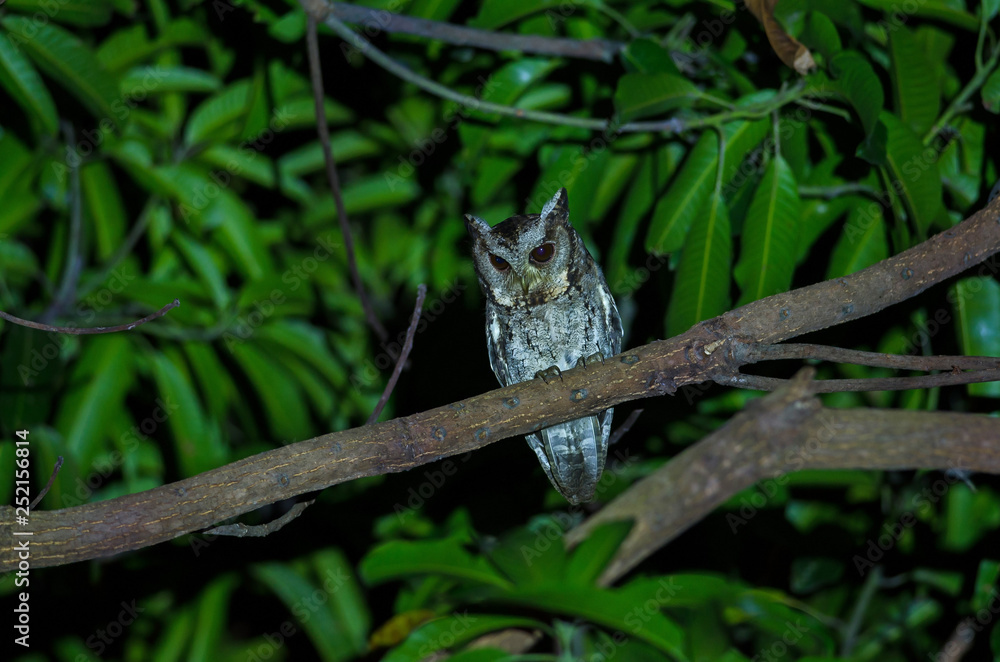 Collared Scops Owl (Otus bakkamoena) on tree Collared Scops Owl (Otus bakkamoena) on tree