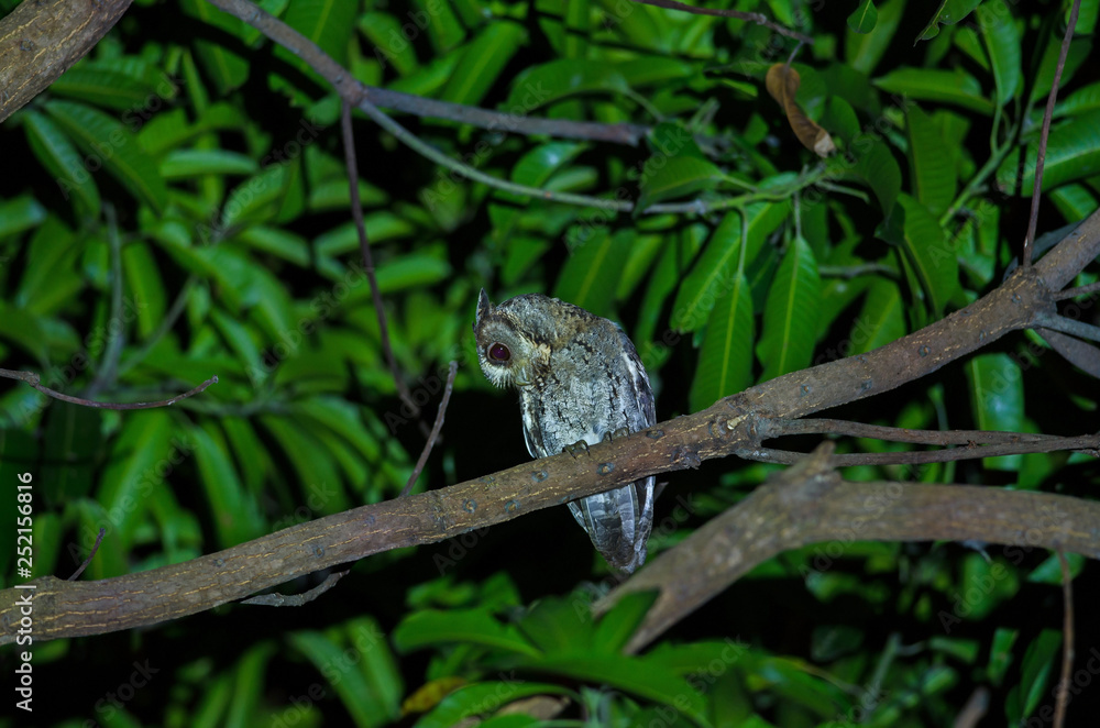 Collared Scops Owl (Otus bakkamoena) on tree Collared Scops Owl (Otus bakkamoena) on tree
