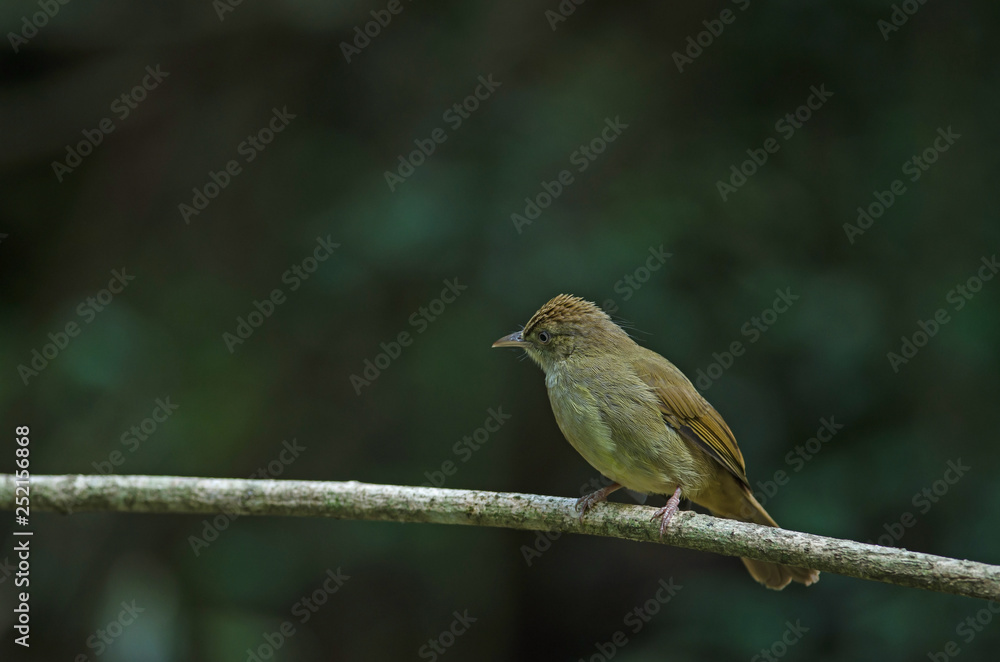 Fototapeta premium Grey-eyed Bulbul (Iole propinqua ) on tree