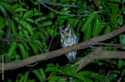 Collared Scops Owl (Otus bakkamoena) on tree