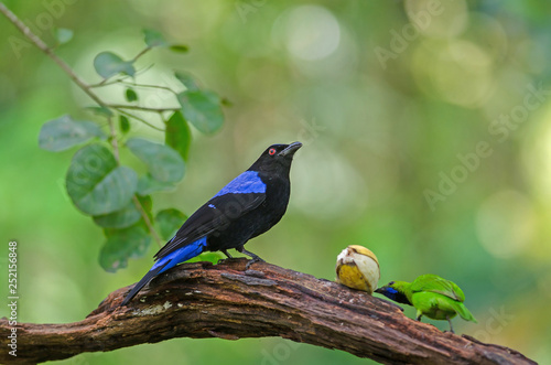 Asian fairy-bluebird (Irena puella) resting on a branch photo