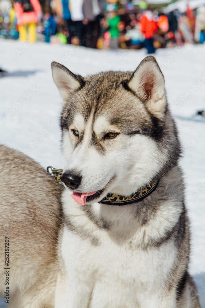 Siberian Husky dogs looks around on the mountain ski slope. Siberian Husky dogs looks around on the mountain ski slope.