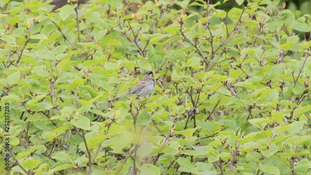 Little bunting standing on a branch Little bunting standing on a branch