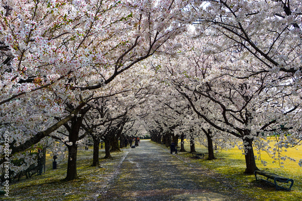 Naklejka premium A beautiful cherry tree-lined avenue petal dancing. Photographed at Central Botanical Garden in Toyama Prefecture. 桜吹雪が舞う美しい桜並木