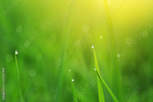 Water drops on grass in farm 