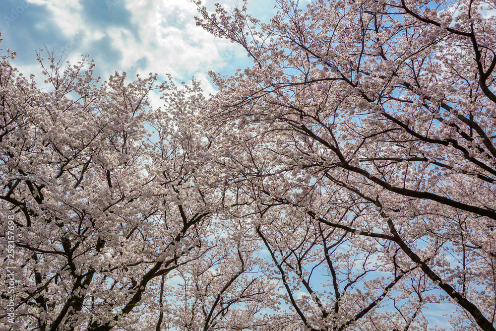 Image to look up cherry blossoms. 桜を見上げるイメージ Photographed at Central Botanical Garden in Toyama Prefecture. 富山県中央植物園で撮影 Image to look up cherry blossoms. 桜を見上げるイメージ Photographed at Central Botanical Garden in Toyama Prefecture. 富山県中央植物園で撮影