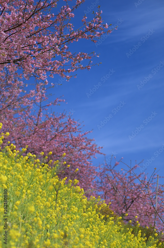 open blue sky with spring sakura cherry blossom and yellow flower open blue sky with spring sakura cherry blossom and yellow flower